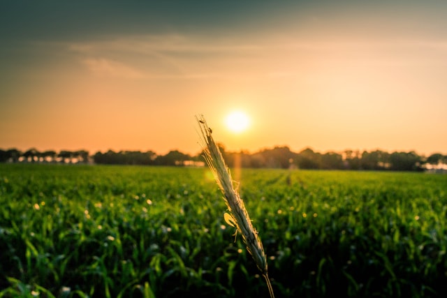 Image from Unsplash - green corn field under sunrise by Akin Cakiner