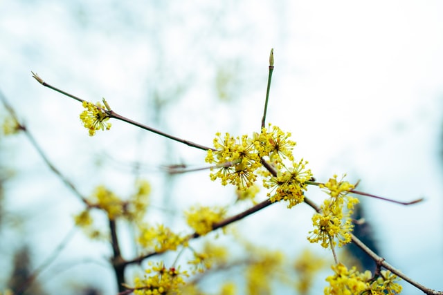 Spring Awakening - yellow flower in tilt shift, blossom, bloom