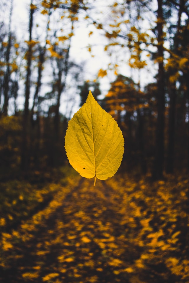 Yellow leaf photo by Sandis Helvigs - to represent the fact that your story matters 