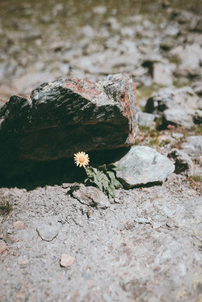 Unsplash photo by Corina Rainer, to showcase why grieving alone is well ... lonely